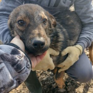 LERRY - auf Pflegestelle in PLZ 1 vermittelt