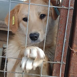 PEANUT - reserviert Manuela vermittelt