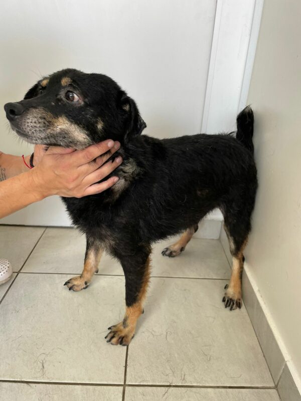 DOUBT - reserviert Tierhilfe Lebenswert DR - vermittelt – Bild 3