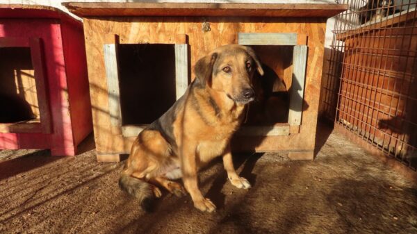 NELLI (♀) – Bild 9