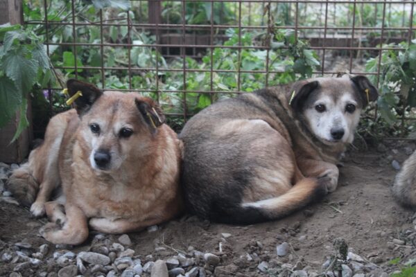 KESSY - reserviert Tierheim Filderstadt - vermittelt – Bild 3
