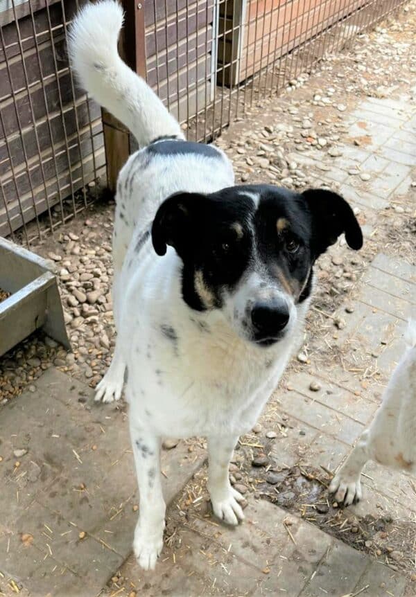 LYSANDER (♂) - seit Anfang 2021 im Shelter – Bild 11