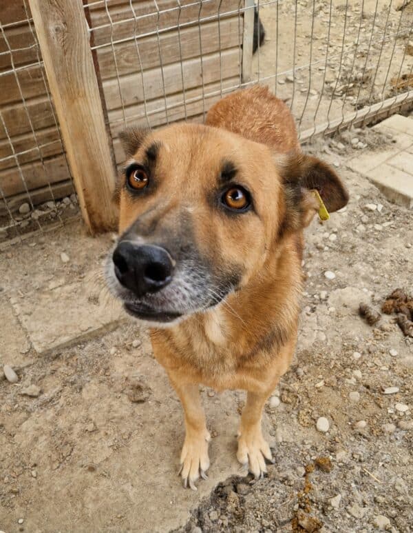 BALTO (♀) - seit 2021 im Shelter - ausgereist zur Tierhilfe Lebenswert DR 25.04.25 – Bild 5