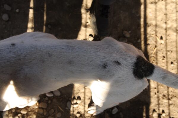 AFENI - Notfall - Mobbingopfer, viel zu dünn! - reserviert Tierhilfe Lebenswert DR - vermittelt – Bild 2
