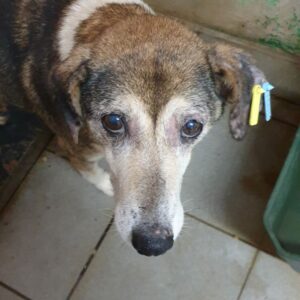 LIONA - reserviert (NH) - vermittelt