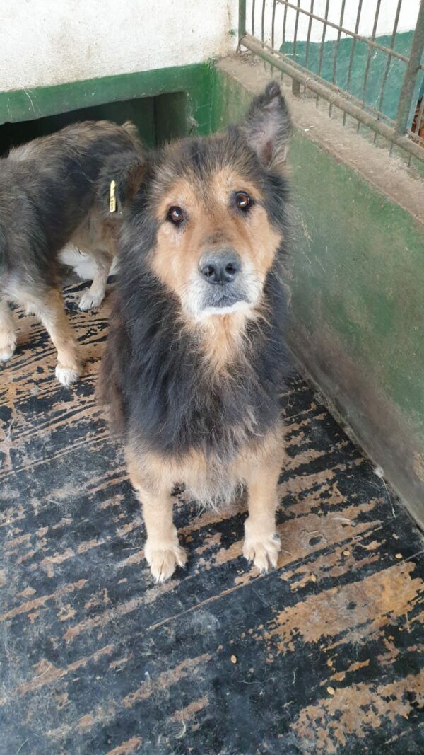 BOUNCE - reserviert Tierhilfe Lebenswert DR (06.12.) - vermittelt – Bild 2