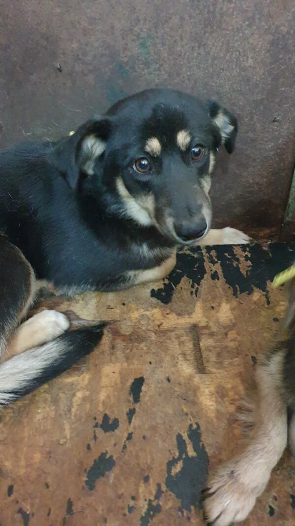 KEISHA (♀) - vermisst 08/23 – Bild 2