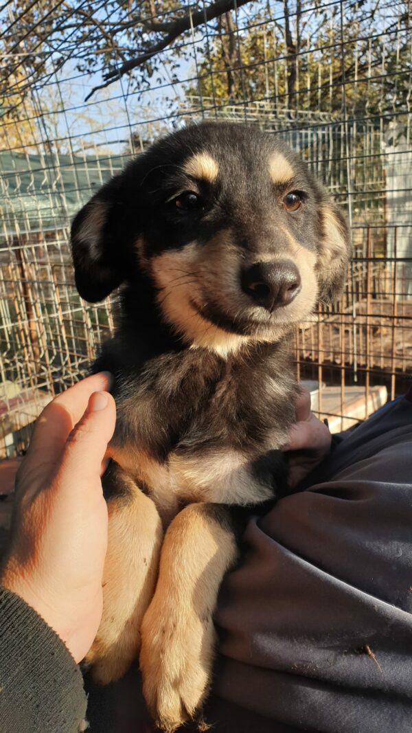 AMARULA - reserviert JW - vermittelt – Bild 2