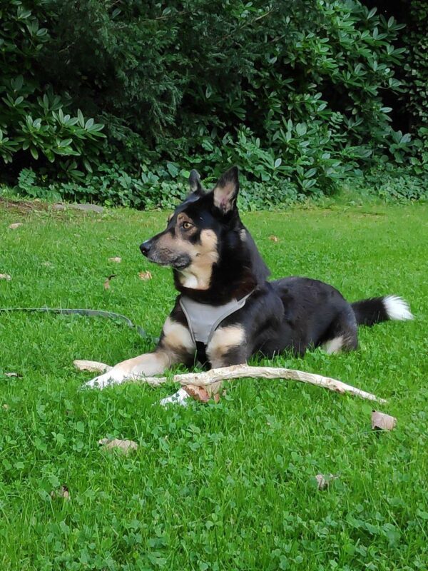 PASCAL - Gnadenplatzhund seit dem 28.02.2020 – Bild 2