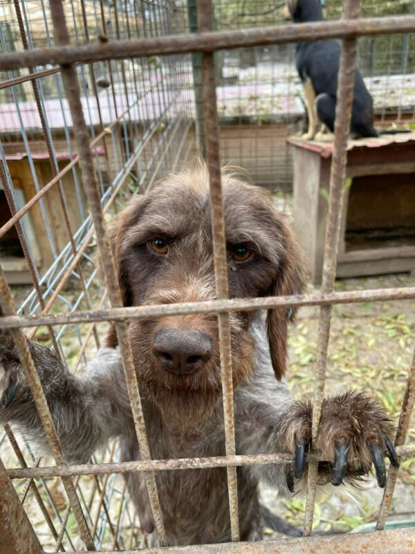 KARLOTTA - reserviert Tierhilfe Lebenswert DR - vermittelt – Bild 2