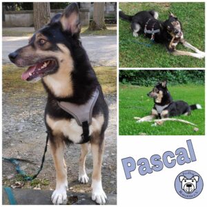 PASCAL - Gnadenplatzhund seit dem 28.02.2020