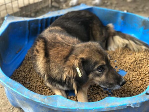 YUNA - reserviert TST Rösrath - vermittelt – Bild 3