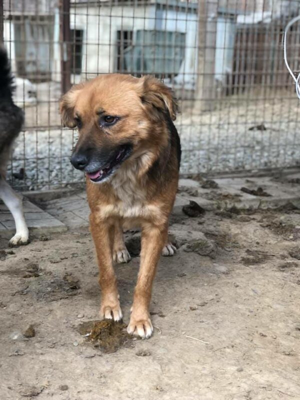 DAINA - reserviert Tierhilfe Lebenswert DR (22.05.) - vermittelt – Bild 9