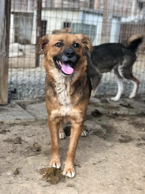 DAINA - reserviert Tierhilfe Lebenswert DR (22.05.) - vermittelt – Bild 8