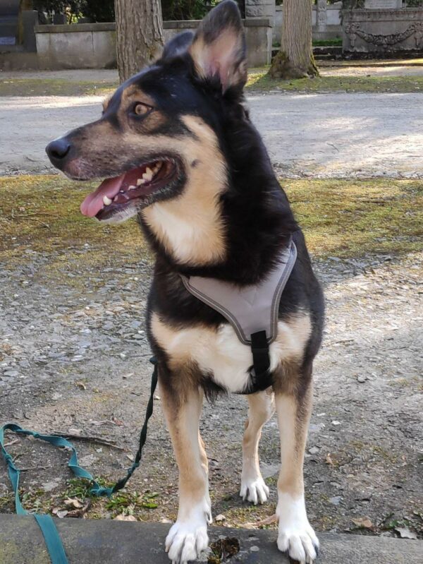 PASCAL - Gnadenplatzhund seit dem 28.02.2020 – Bild 5
