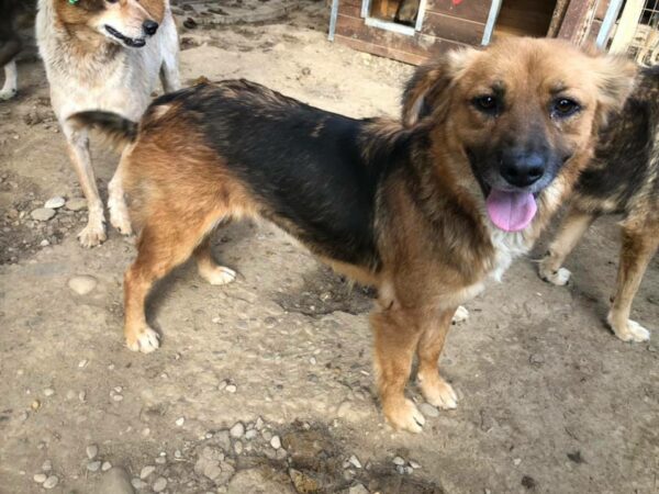 DAINA - reserviert Tierhilfe Lebenswert DR (22.05.) - vermittelt – Bild 7