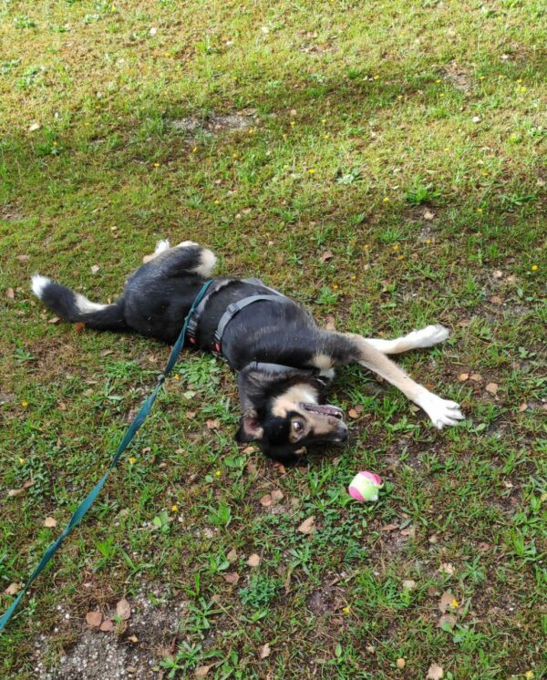 PASCAL - Gnadenplatzhund seit dem 28.02.2020 – Bild 4