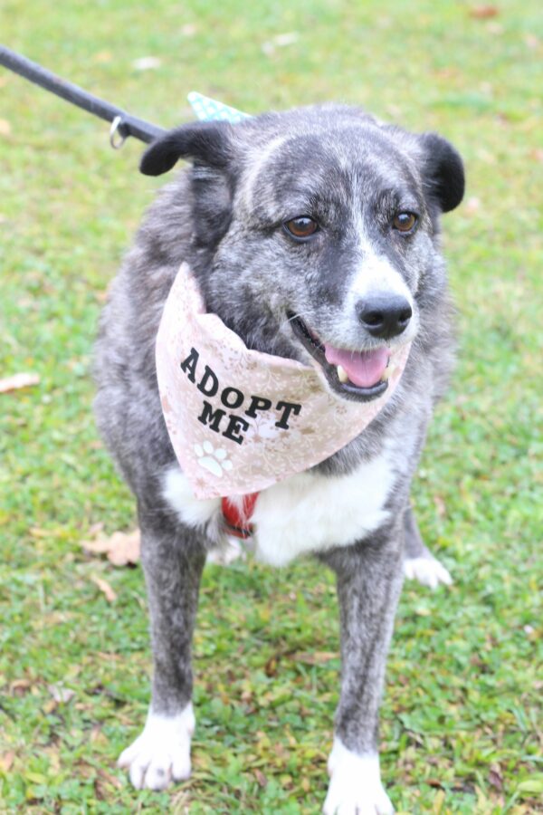 Cleo in 96052 Bamberg *vermittelt* – Bild 8