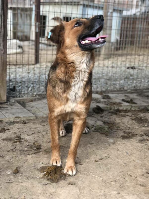 DAINA - reserviert Tierhilfe Lebenswert DR (22.05.) - vermittelt – Bild 5