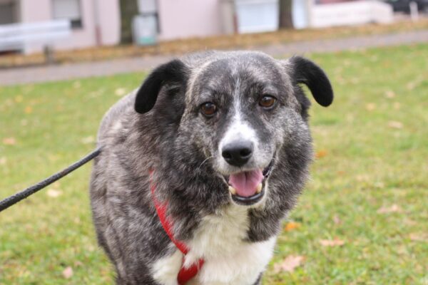 Cleo in 96052 Bamberg *vermittelt* – Bild 6