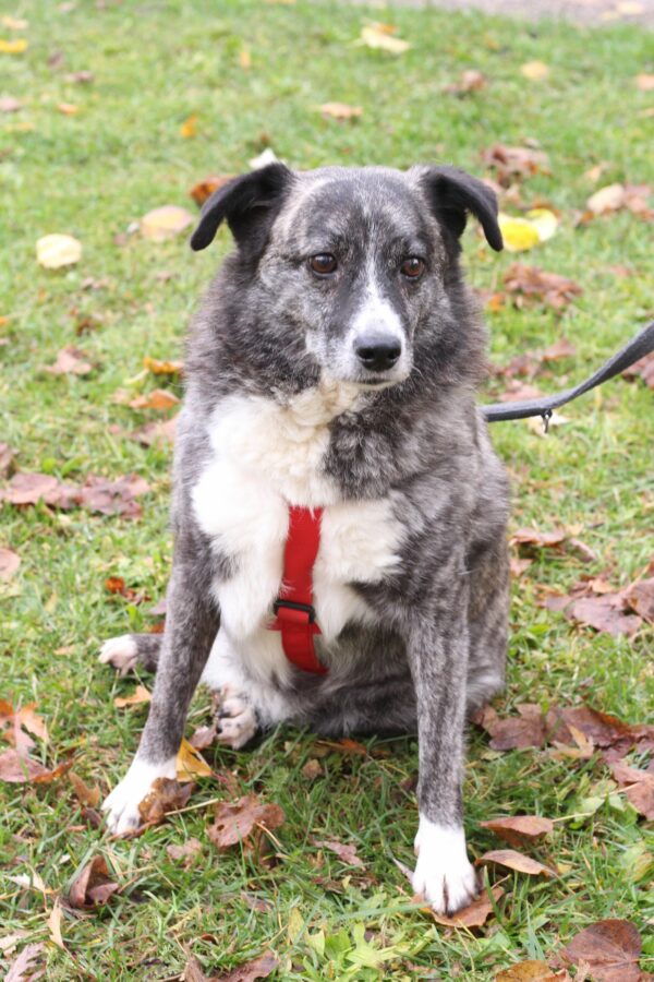Cleo in 96052 Bamberg *vermittelt* – Bild 5