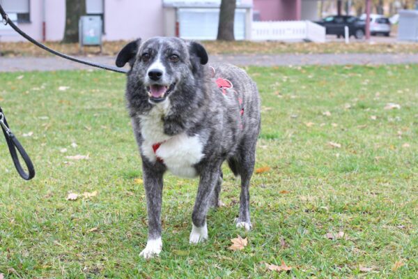 Cleo in 96052 Bamberg *vermittelt* – Bild 7