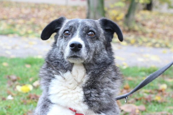Cleo in 96052 Bamberg *vermittelt* – Bild 3
