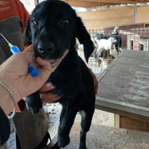 NITUNA - reserviert PVA (AL) - vermittelt