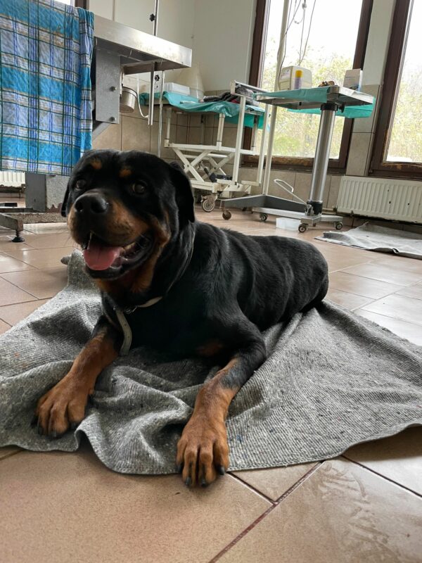 BILLY - reserviert NiWi - vermittelt – Bild 3