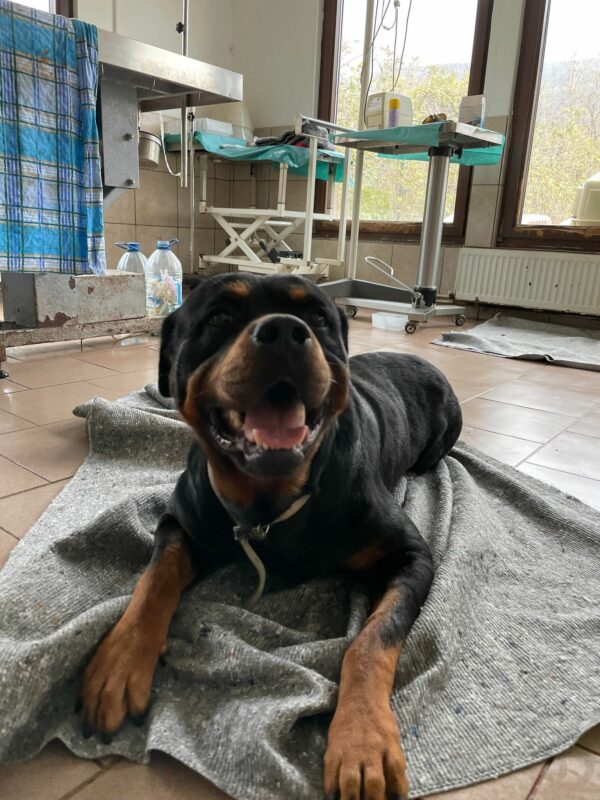 BILLY - reserviert NiWi - vermittelt – Bild 2