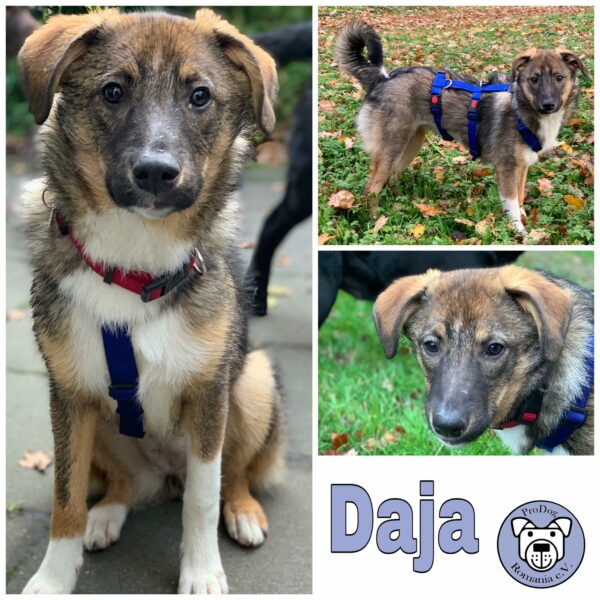 Daja in 45481 Mülheim *vermittelt*