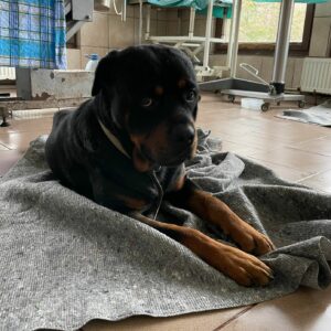 BILLY - reserviert NiWi - vermittelt