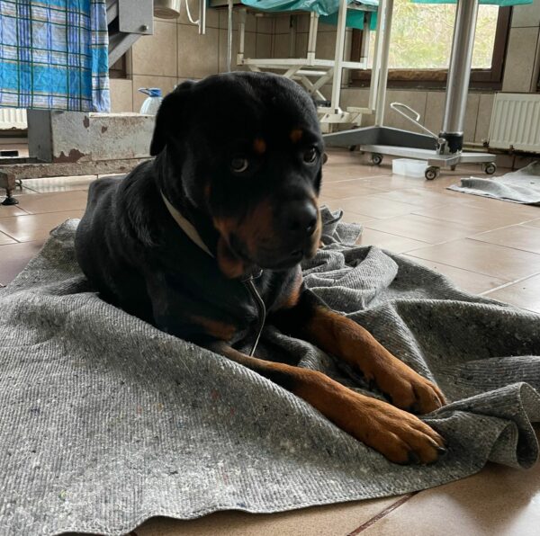 BILLY - reserviert NiWi - vermittelt
