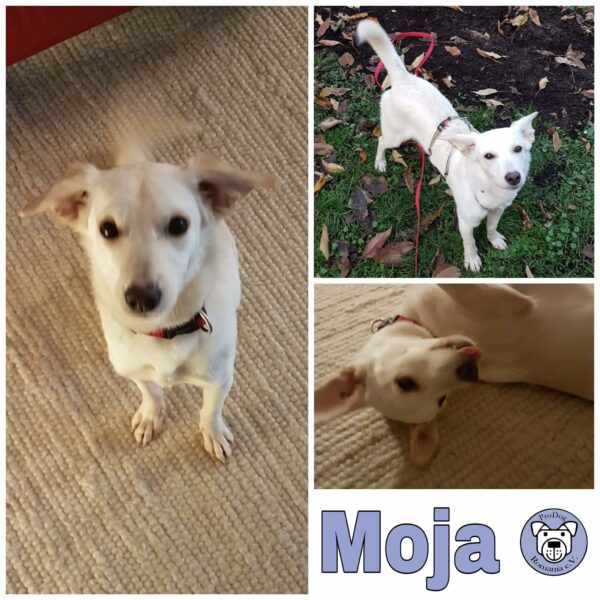 Moja in 60438 Frankfurt am Main *vermittelt*