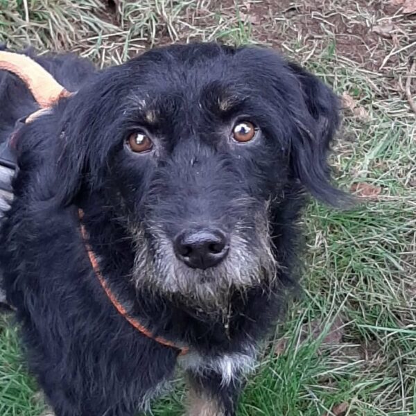 Ronja *vermittelt* – Bild 3