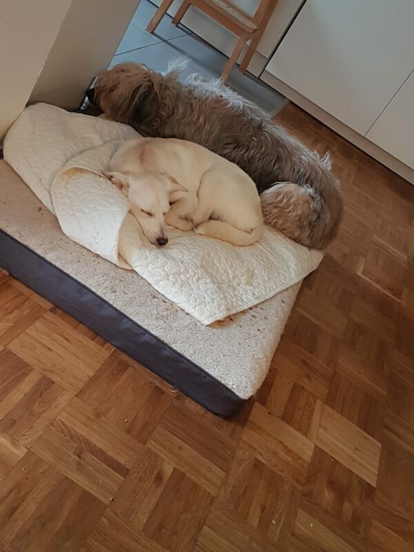 Moja in 60438 Frankfurt am Main *vermittelt* – Bild 16