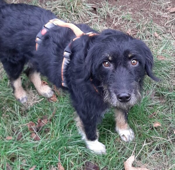 Ronja *vermittelt* – Bild 2