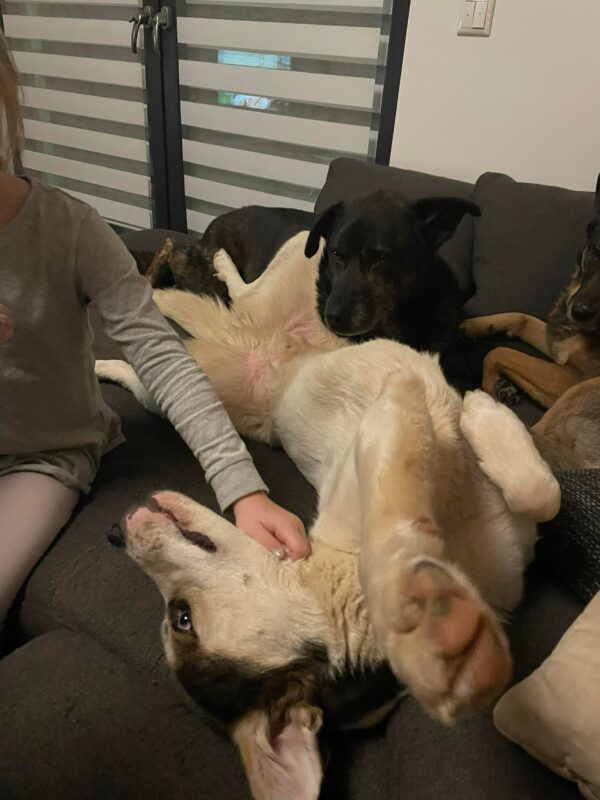 Brody in 53909 Zülpich *vermittelt* – Bild 9