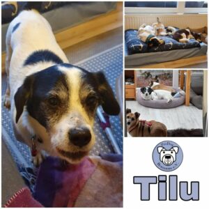 TILU - Gnadenplatzhund seit dem 15.11.2021