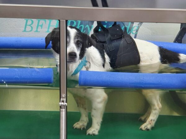 TILU - Gnadenplatzhund seit dem 15.11.2021 – Bild 4