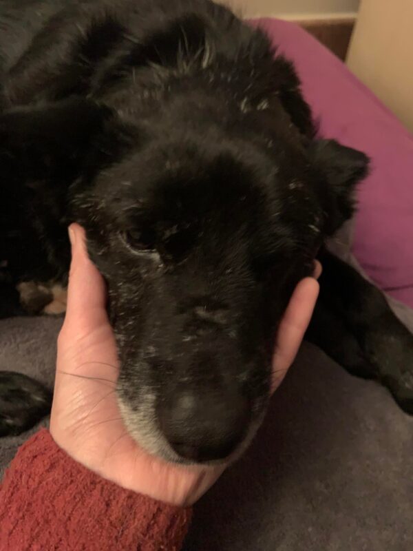 NOÉ - Gnadenplatzhund seit 20.11.2021 - RBB 04/2025 – Bild 4