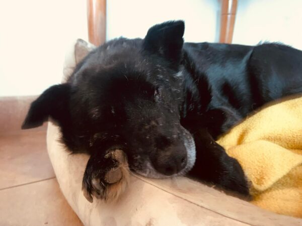 NOÉ - Gnadenplatzhund seit 20.11.2021 - RBB 04/2025 – Bild 7