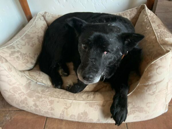 NOÉ - Gnadenplatzhund seit 20.11.2021 - RBB 04/2025 – Bild 5