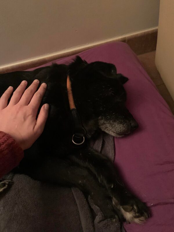 NOÉ - Gnadenplatzhund seit 20.11.2021 - RBB 04/2025 – Bild 3