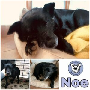 NOÉ - Gnadenplatzhund seit 20.11.2021 - RBB 04/2025