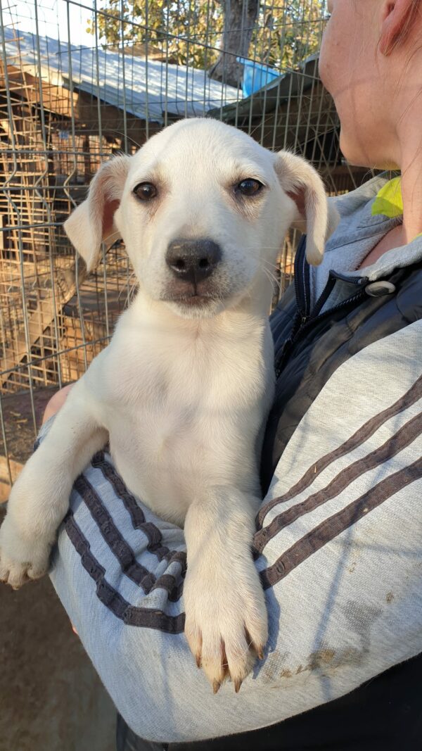 GIANNI - reserviert Second Chance Dogs - vermittelt – Bild 3
