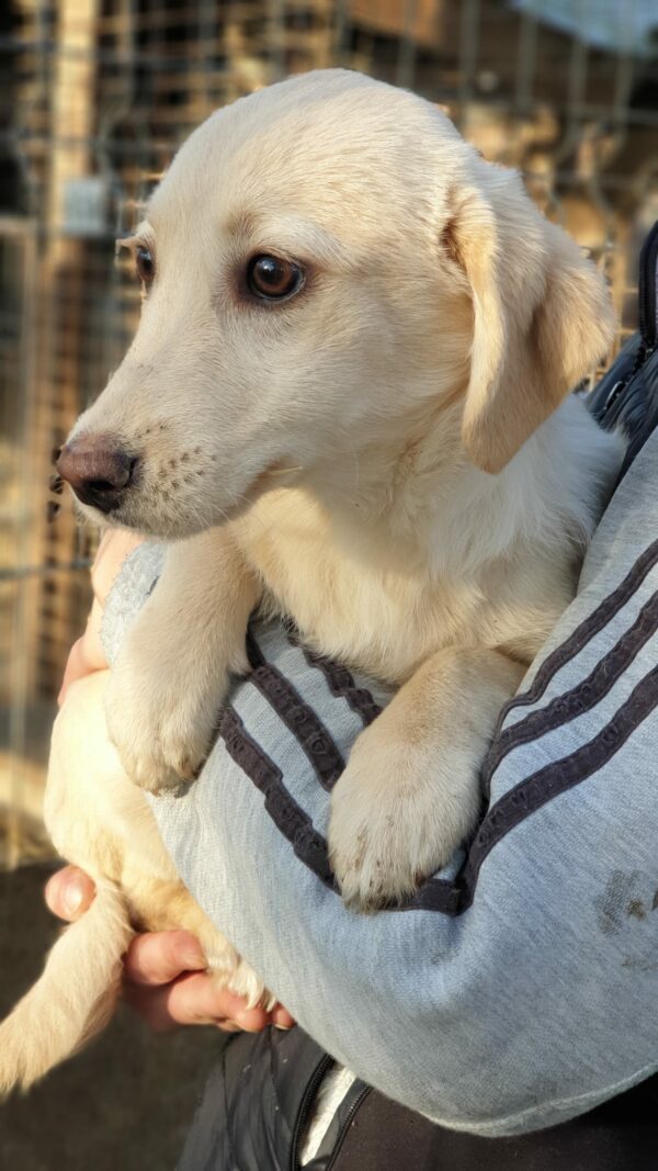 POLLY- reserviert JW - vermittelt – Bild 3