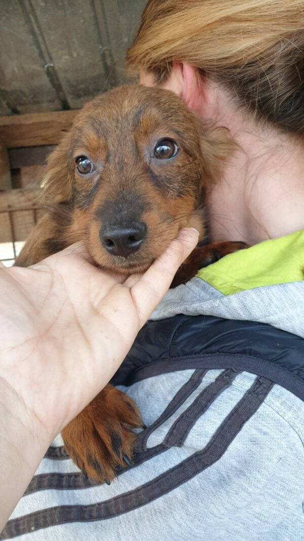 POPPY - reserviert Second Chance Dogs - vermittelt – Bild 3