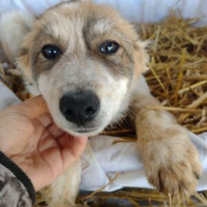 ALEC - reserviert 4animals - vermittelt
