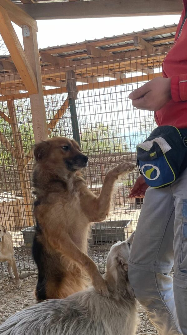 DAINA - reserviert Tierhilfe Lebenswert DR (22.05.) - vermittelt – Bild 4